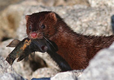 pics of a mink|facts about american mink.